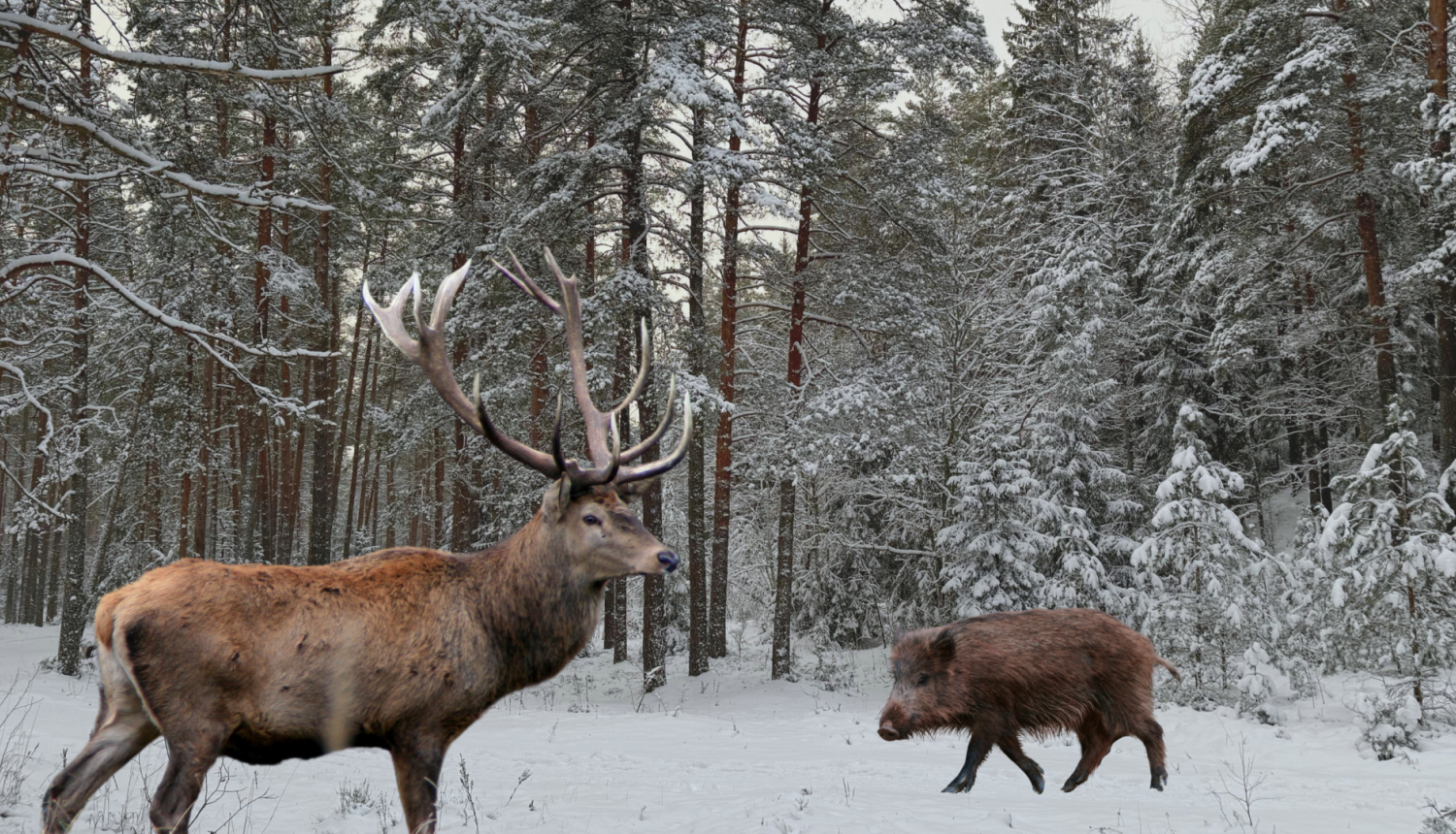 Staltbriedis un mežacūka