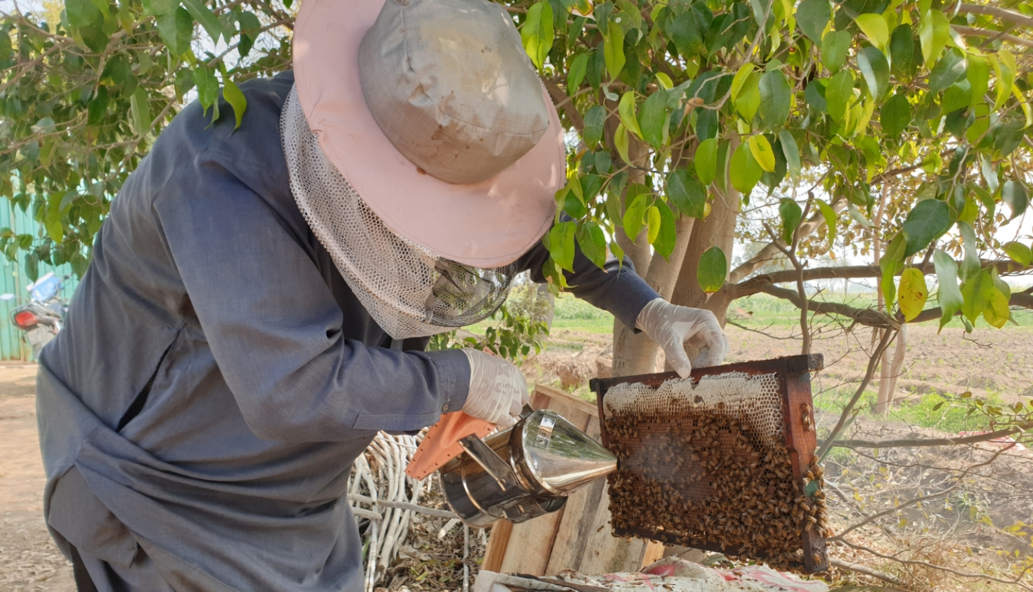 Dravnieks pie bišu stropa