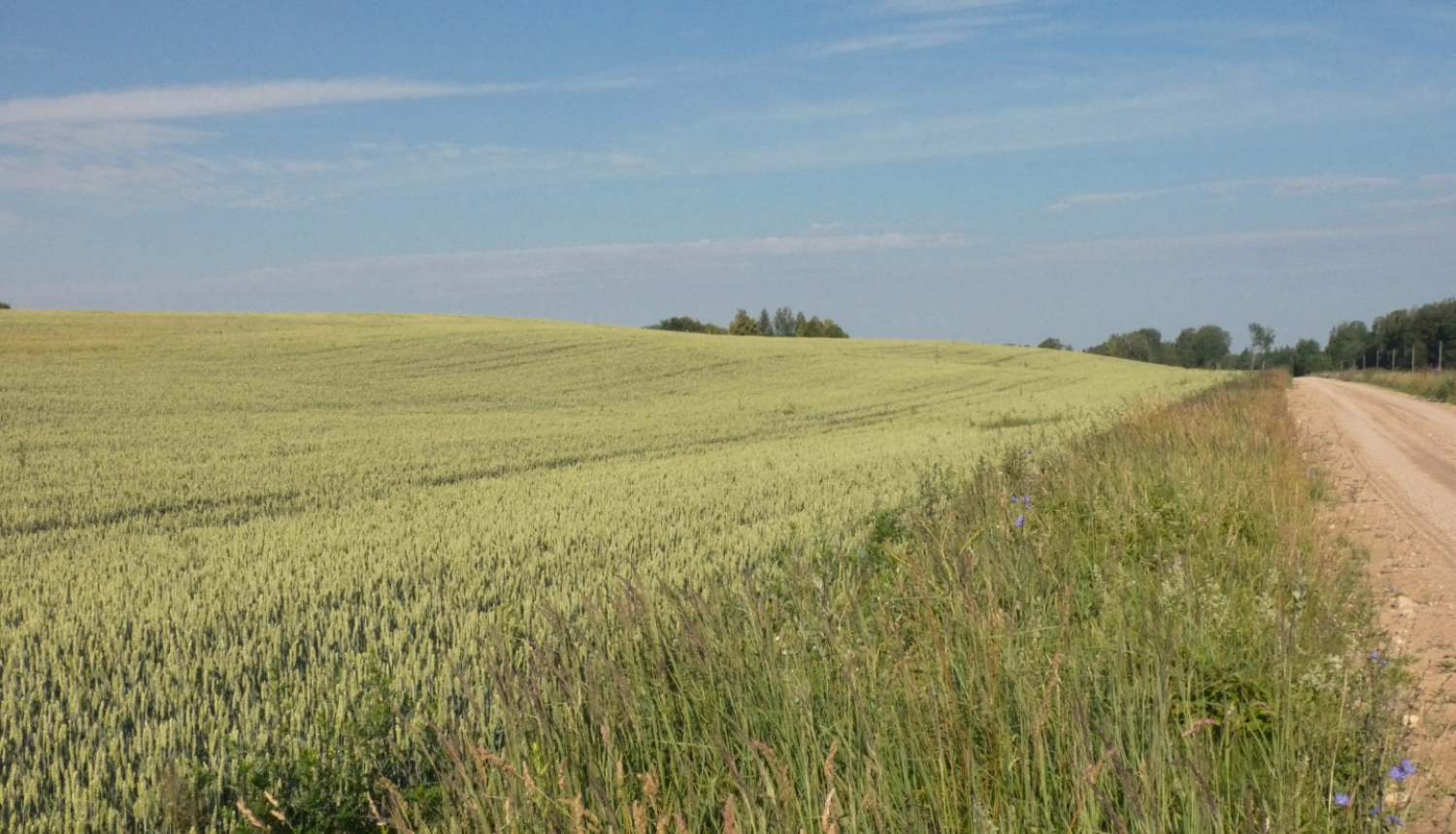 briestošas labības lauks vasarā