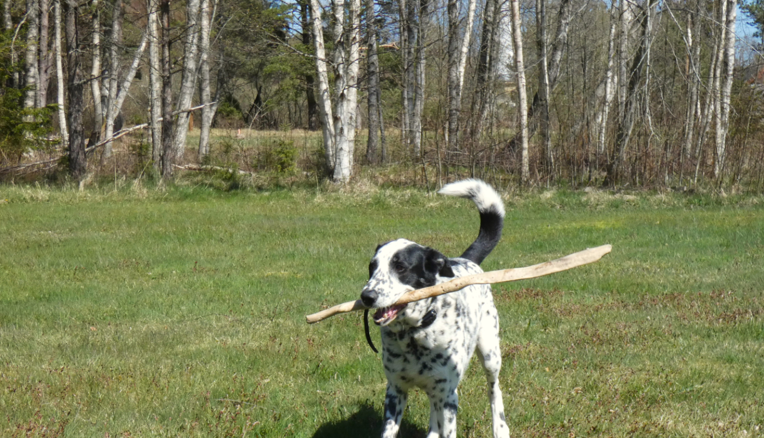 Raibs suns ar koku zobos parkā 