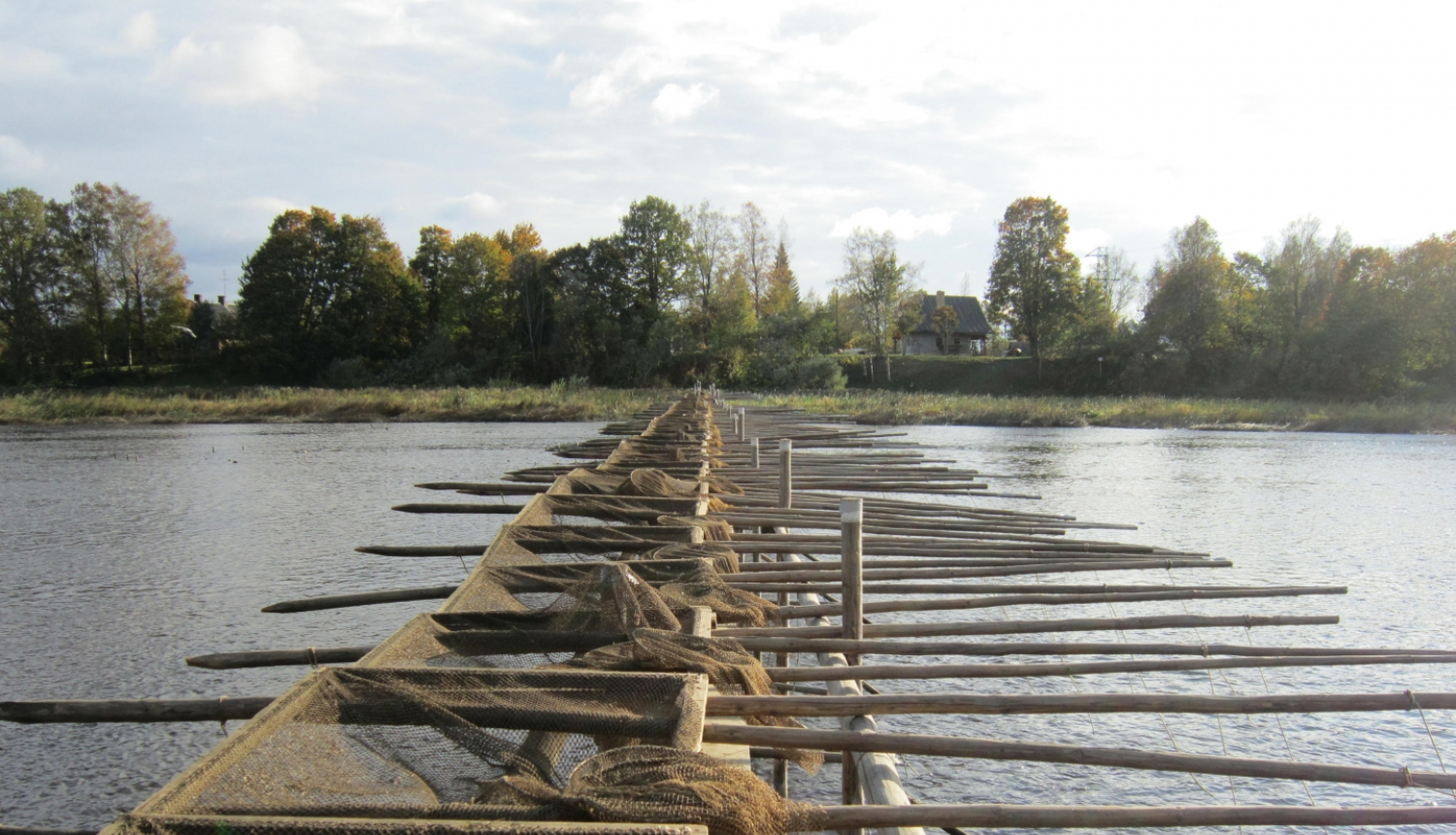 Salacas nēģu tacis