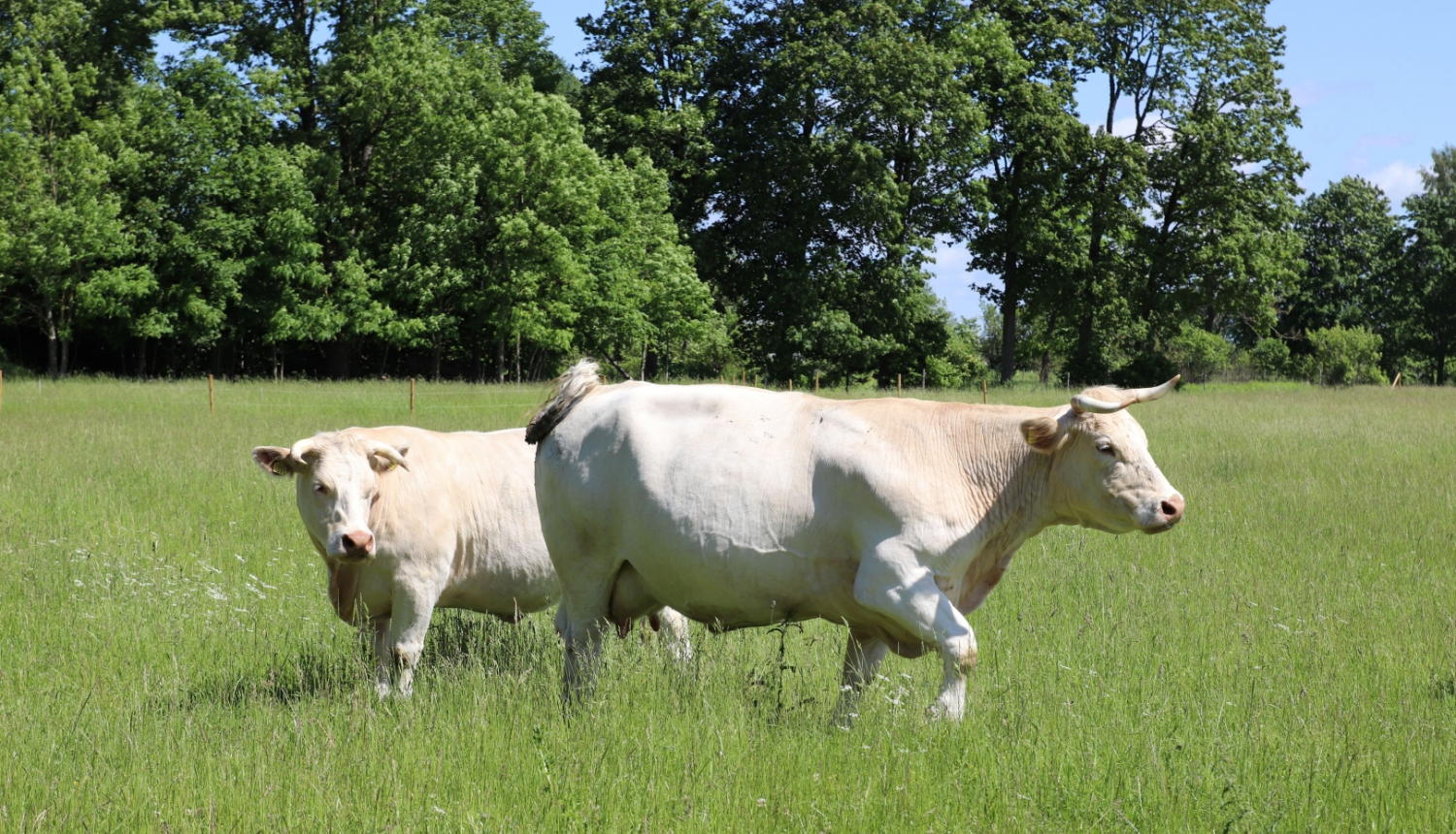 Divas baltas govis pļavā
