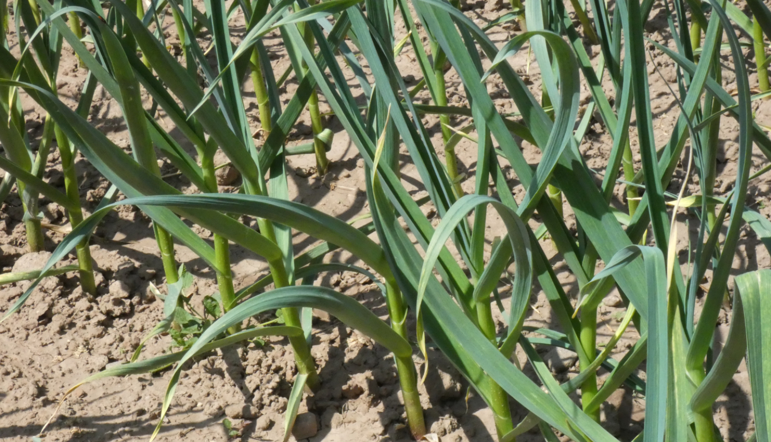 Zaļojošu ķiploku vagas