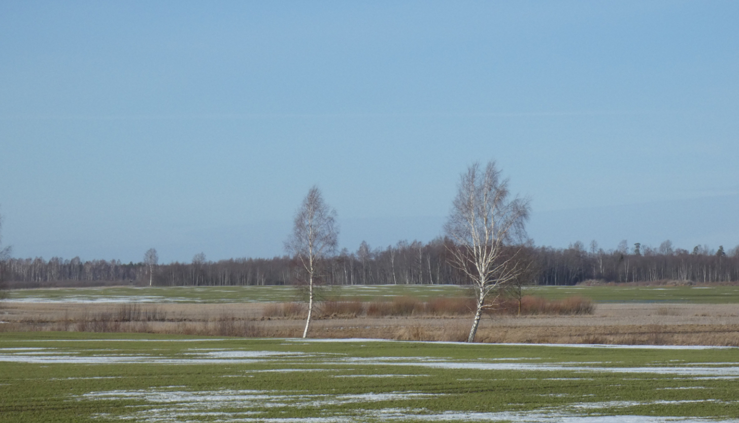 Ziemāju lauks ziemā un bērzi