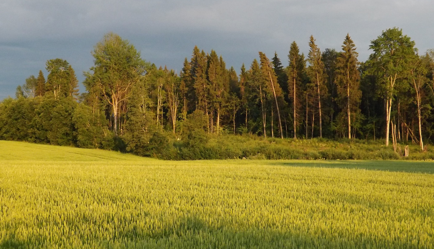 Labības lauks mežmalā