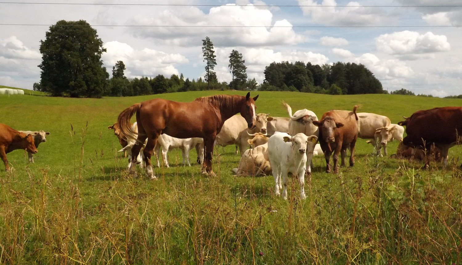 Goju ganāmpulks ar zirdziņu