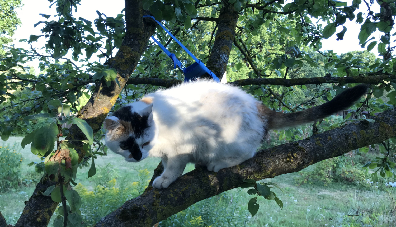 Melnraibs kaķis kokā