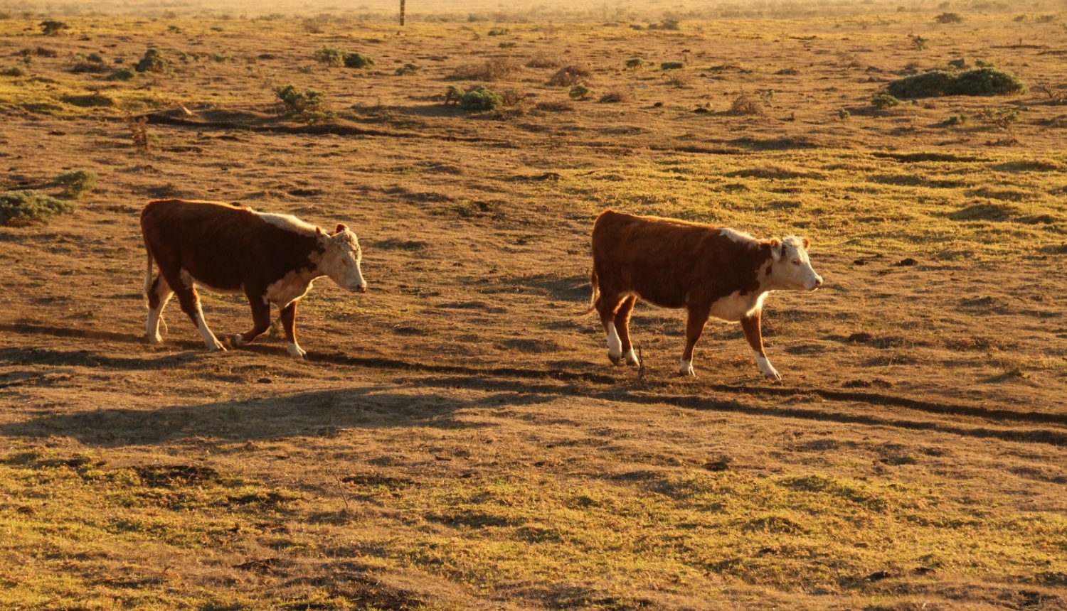 Govis izdegušā pļavā