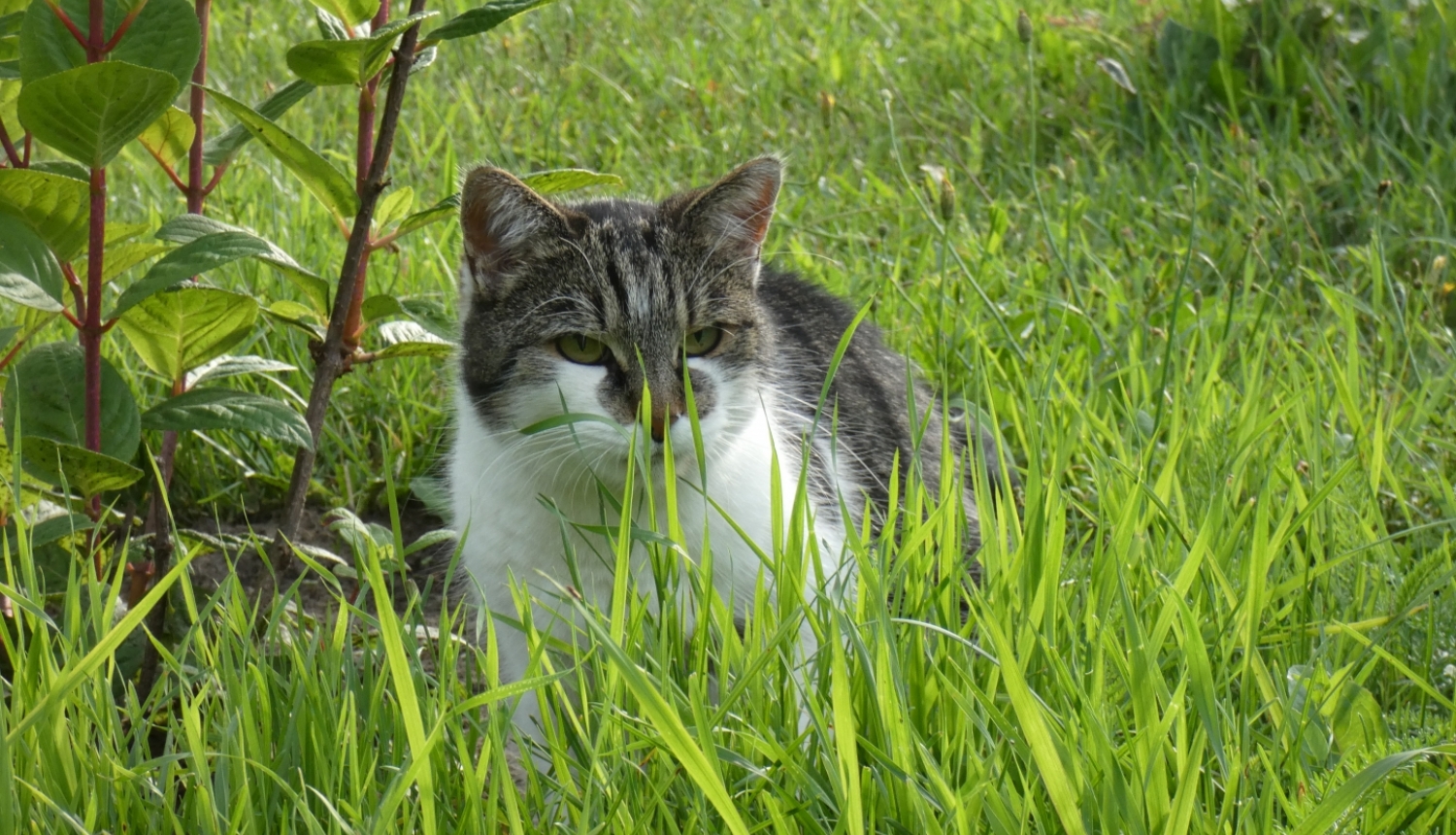 Kaķis