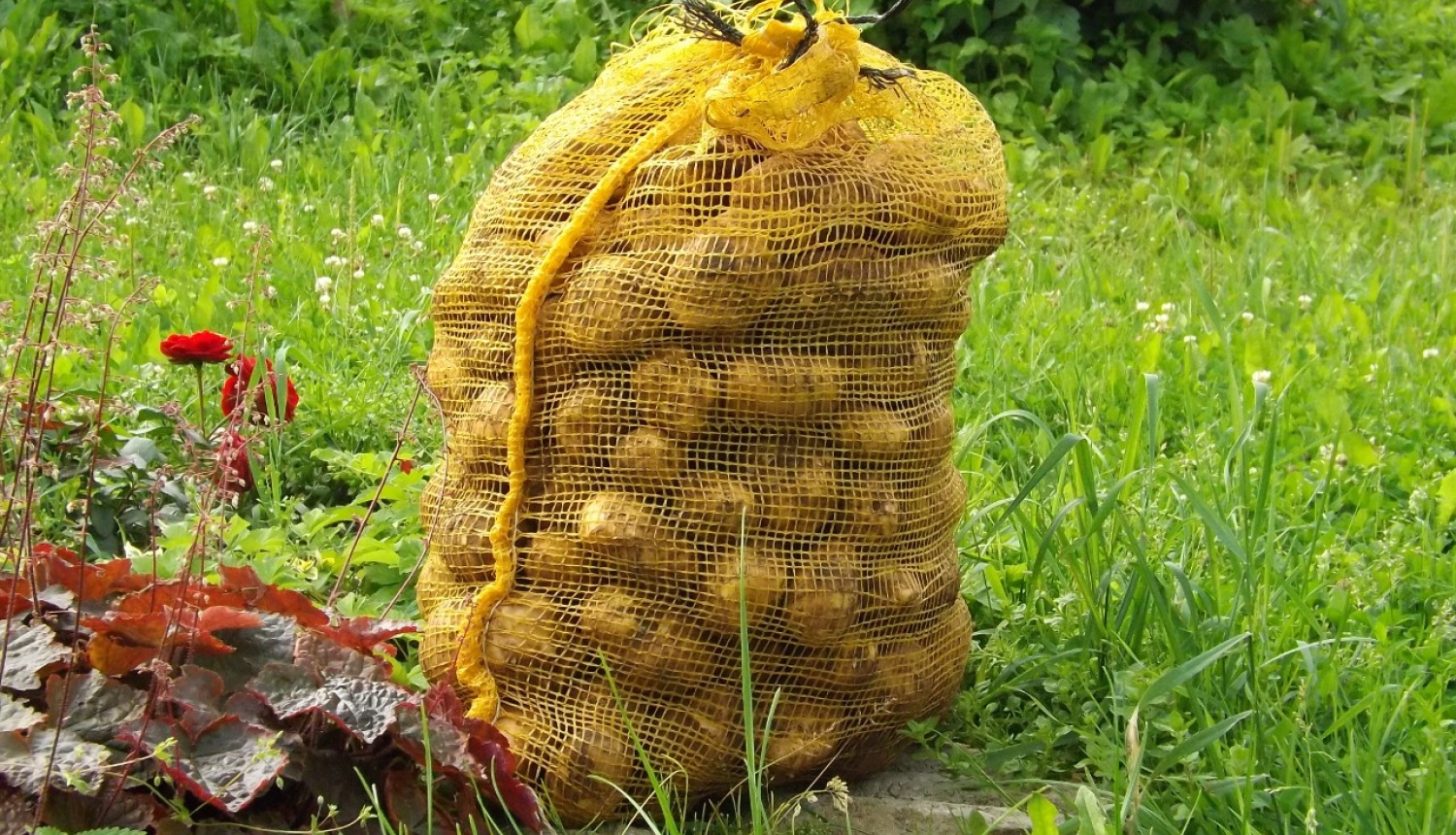 Kartupeļu maiss