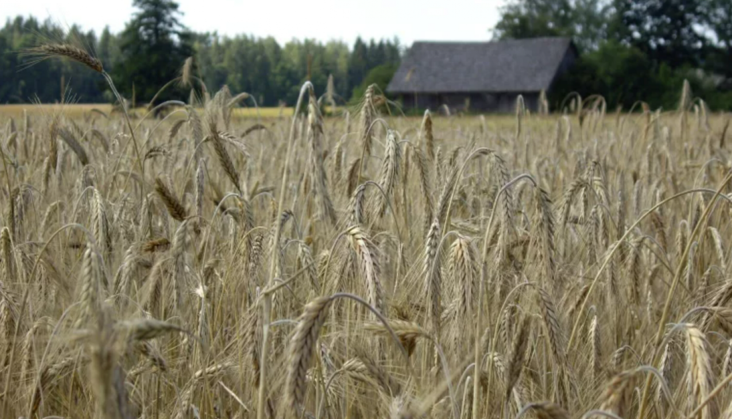 a field of crops