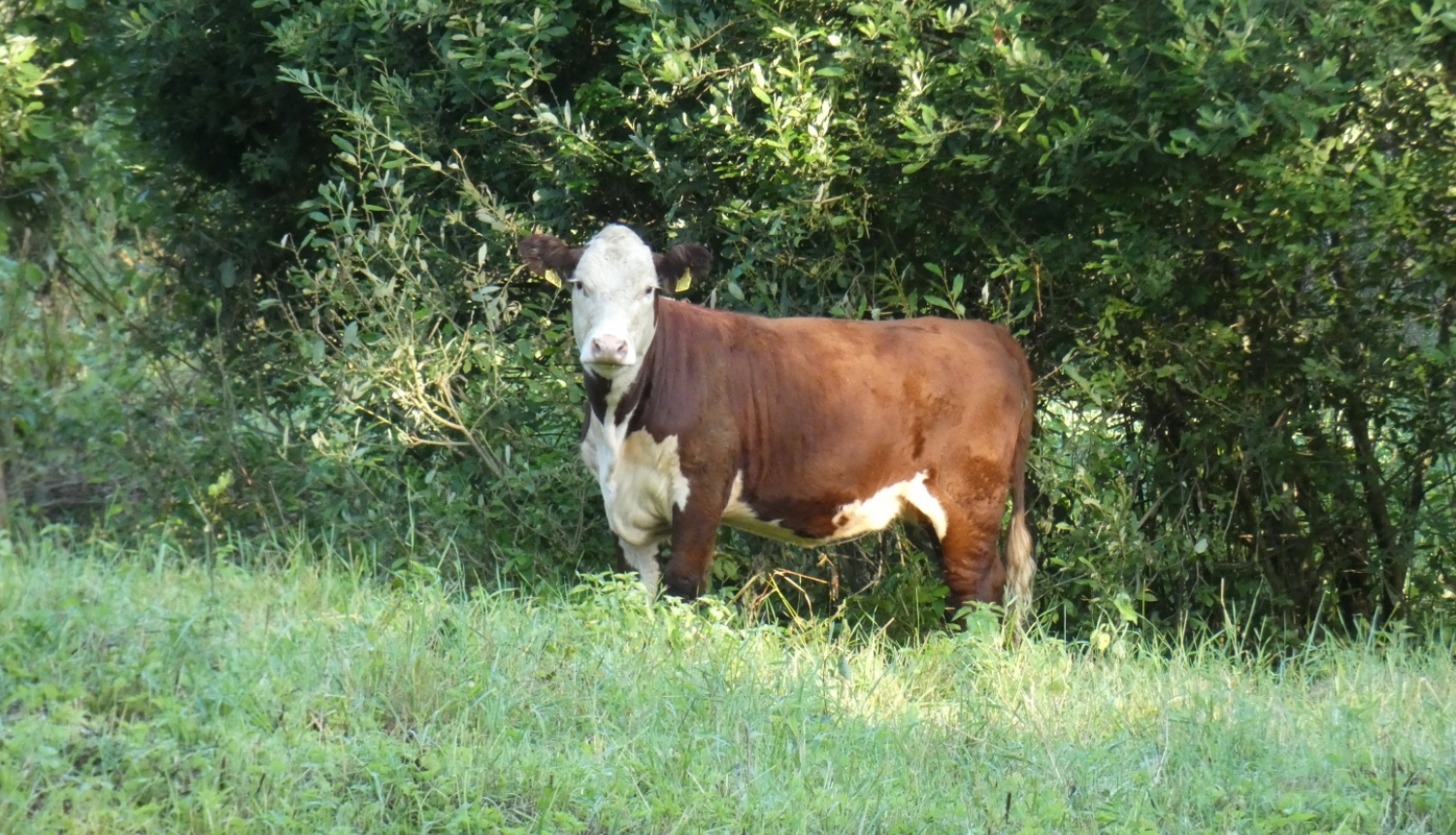 Meža malā stāv brūni balta govs