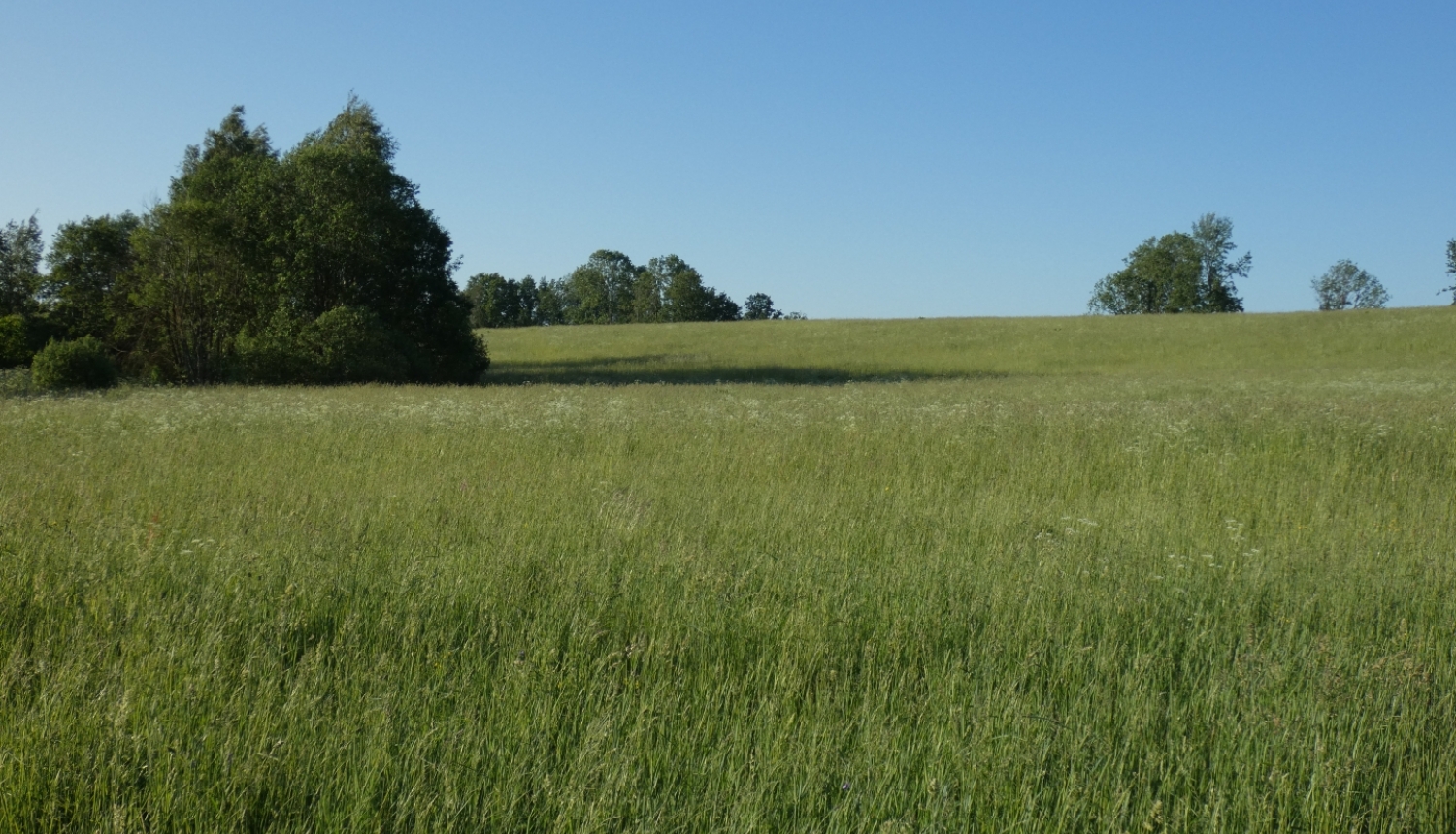 Pļava