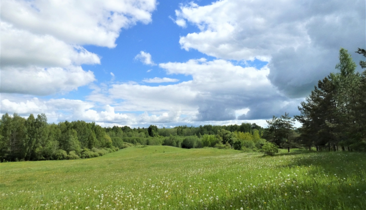 viļņaina pļava vasaras vidū meža pudura ielokā