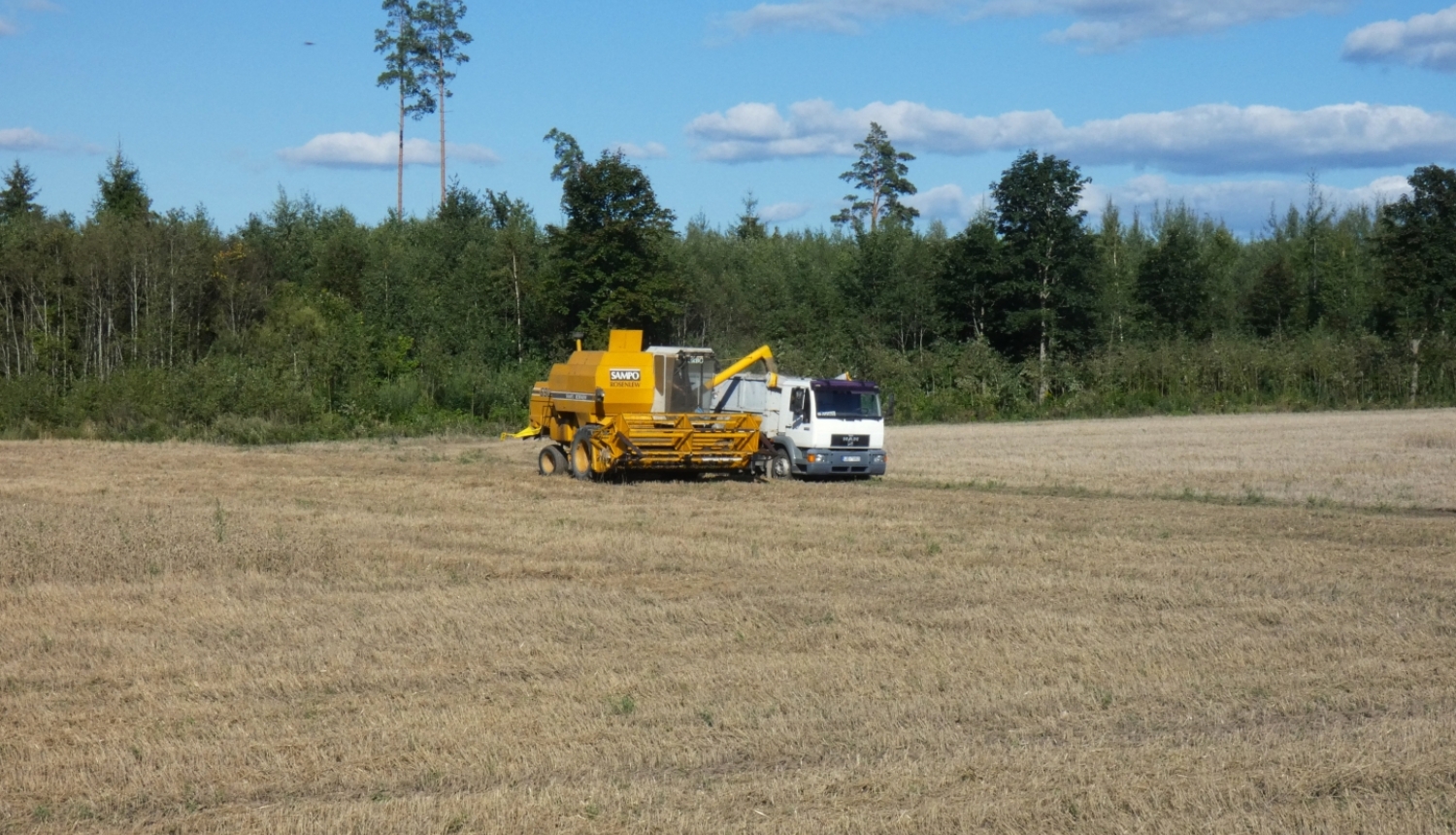druvā kombains pārkrauj kravas auto nokulto graudu ražu