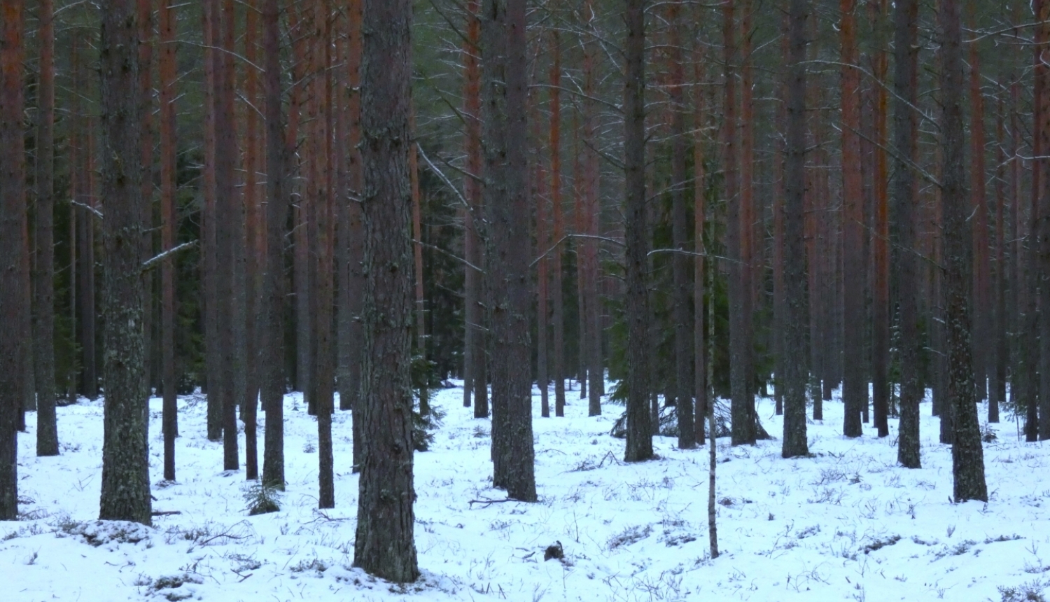 priežu mežs ar egļu piemistrojumu ziemā