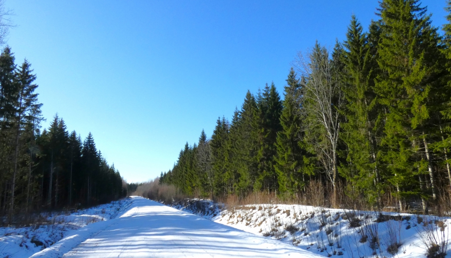 egļu mežs saulainā sniegaina ziemas diena, pa vidu mežam iet meža ceļš